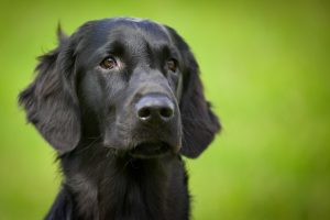 Dog Day Care Clackamas Dog Day Care Clackamas