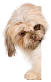 Dog boarding Portland by Safe Journey Dog Boarding Dog boarding Portland