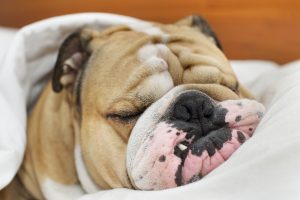 Cage Free Dog Boarding Beaverton OR Cage Free Dog Boarding Beaverton OR