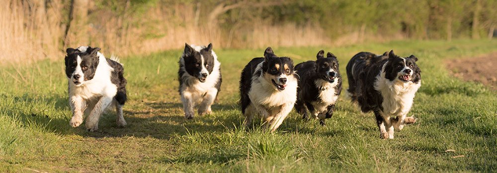 Dog Daycare Portland