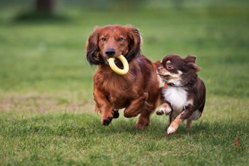 Safe Dog Daycare in Portland