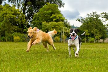 Dog Boarding Services Portland