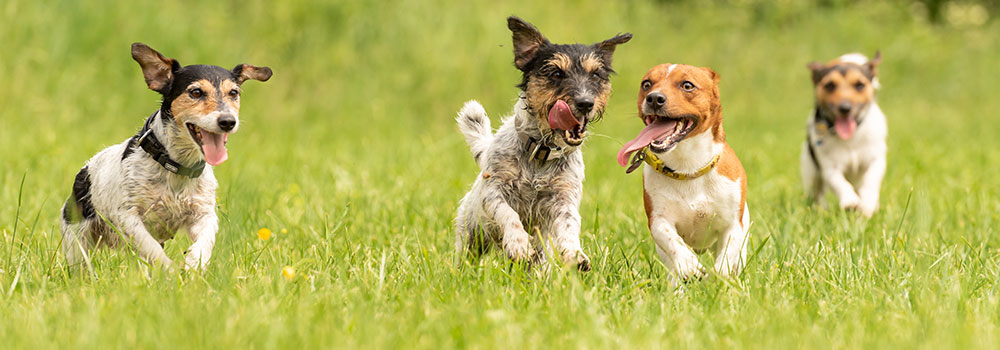 Dog Daycare Portland