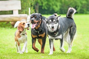 Doggie Daycare Exercise Portland