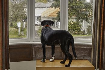 Dog Separation Anxiety Portland