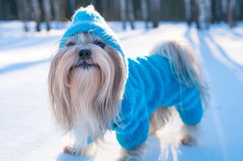 Dog Daycare for Winter in Portland