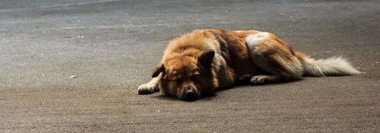 Dog Abandonment in Portland and Afar Safe Journey Dog Boarding