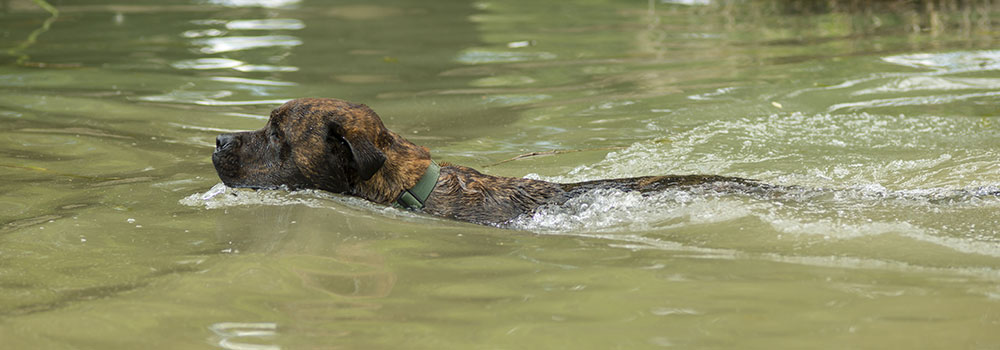 Dog Daycare Portland