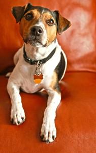 Dog Boarding Lake Oswego by Safe Journey Dog Boarding Dog Boarding Service in Lake Oswego