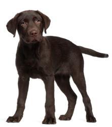 Specialty Dog Care Service Portland OR by Safe Journey Dog Boarding Specialty Dog Care Service Portland OR