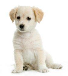 Specialty Dog Care Services Portland by Safe Journey Dog Boarding Specialty Dog Care Services Portland