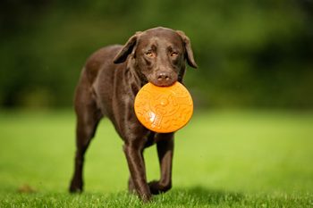 Active Dog Daycare Portland