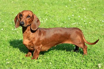 Dachshund Dog Daycare Portland