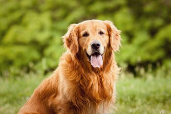 Golden Retriever Dog Boarding