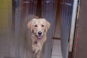 Doggie Daycare Portland