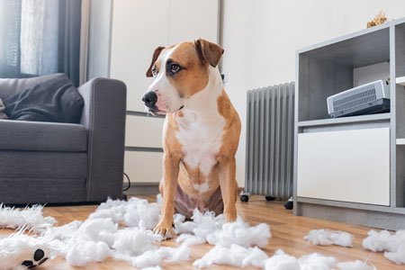 Doggy Daycare For Anxiety Portland