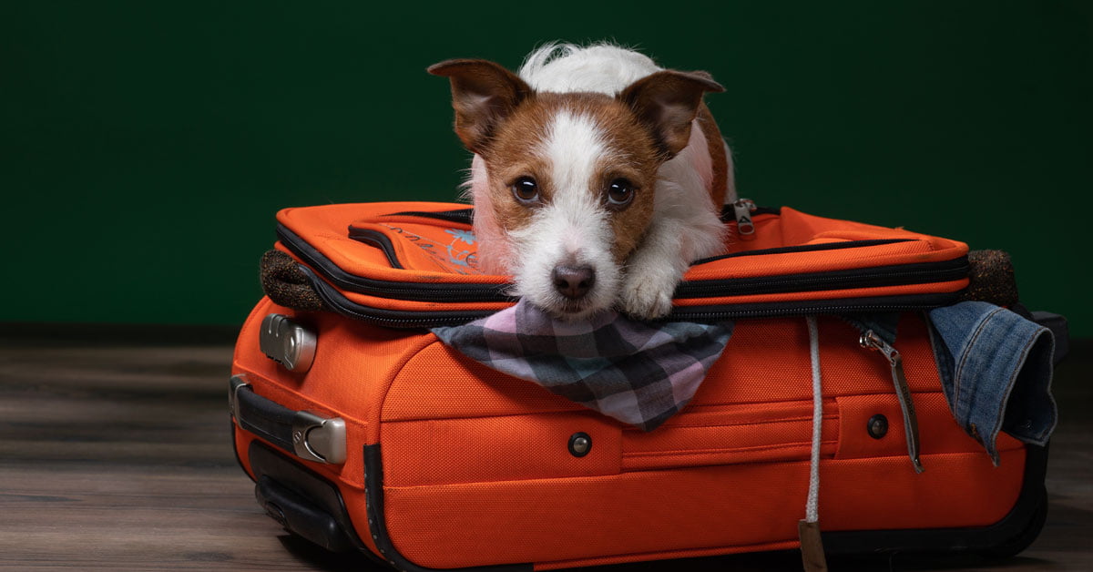 is boarding your dog safe