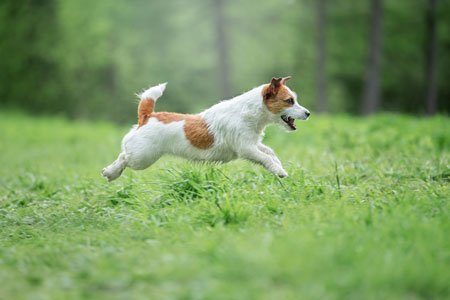 Dog Boarding Tips for Beginners | Safe Journey Dog Boarding