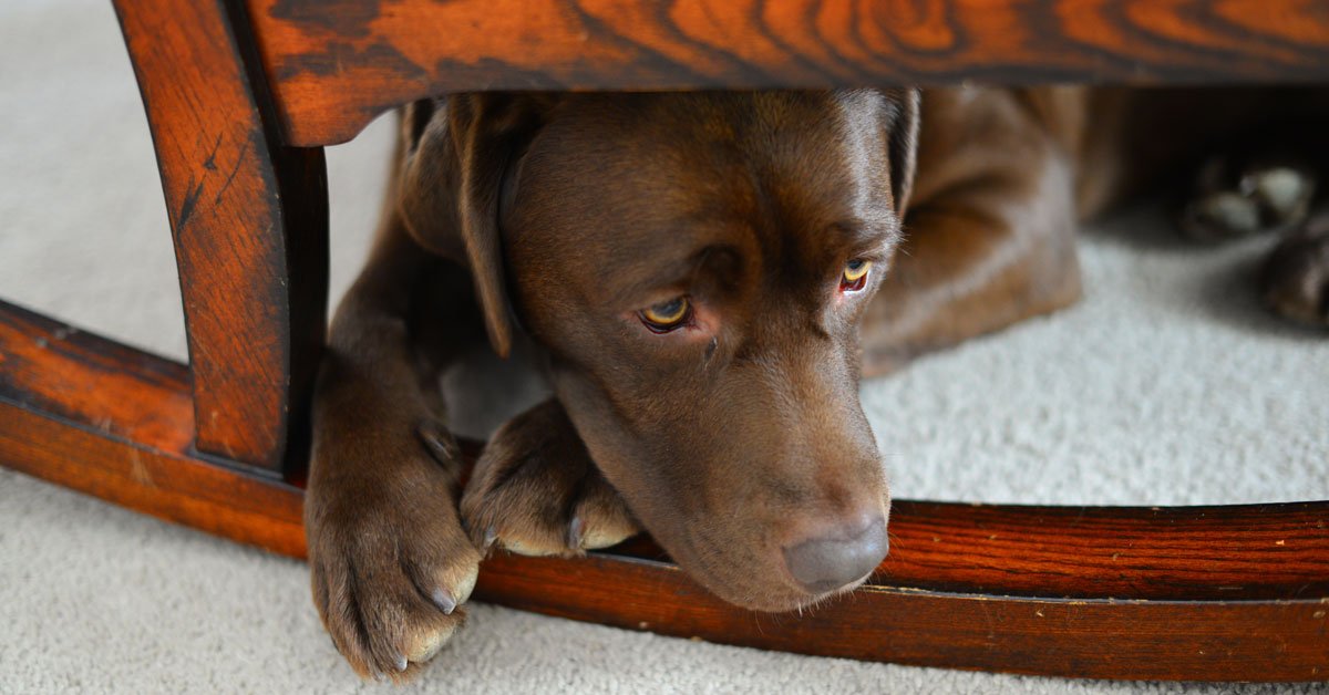 boarding a dog with separation anxiety