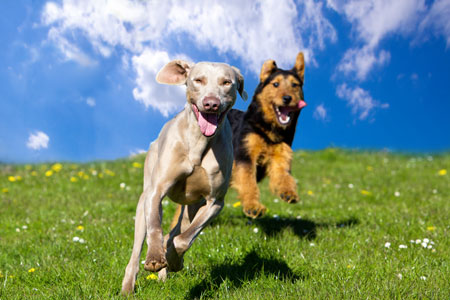 High-Energy Dog Boarding Portland