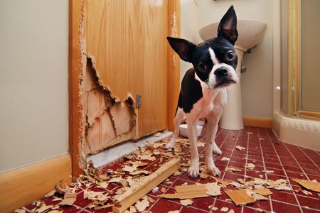 Portland Dog Boarding for Anxiety