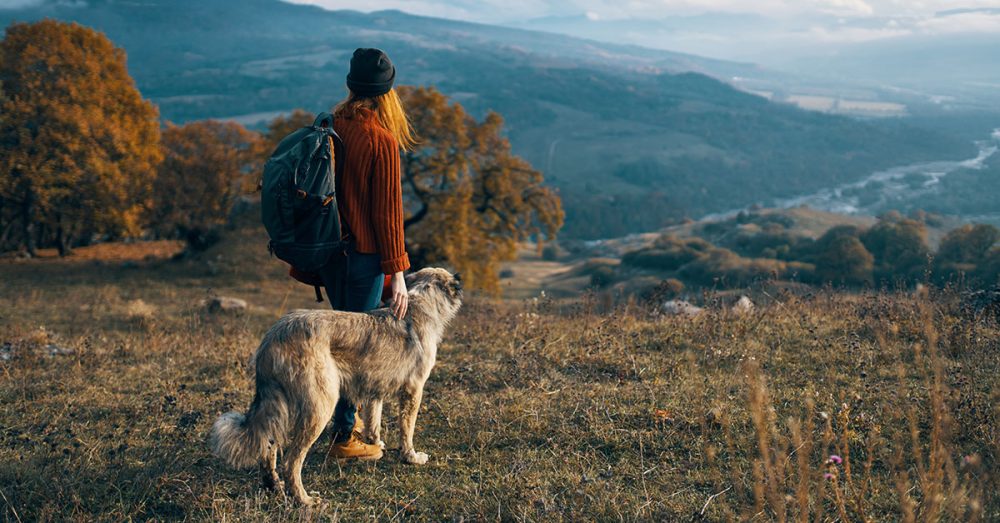 A Guide to Hiking With Your Dog Safe Journey Dog Boarding