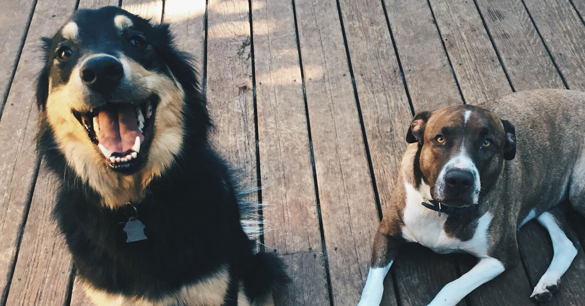 Dog Sitting Beaverton Safe Journey Dog Boarding