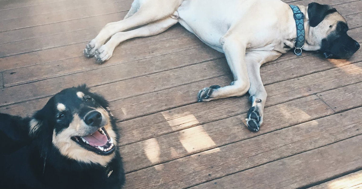 dog daycare overnight near me