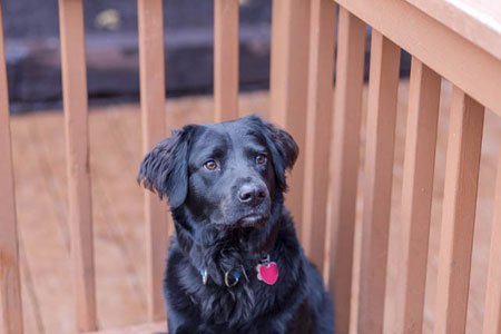 Dog Daycare Near Me Gresham