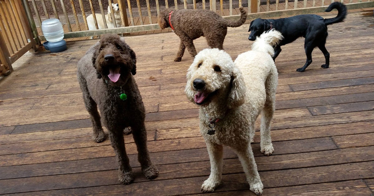 Dog Sitting Clackamas Safe Journey Dog Boarding