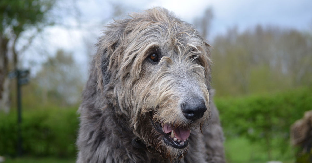 Dog Sitting Aloha Safe Journey Dog Boarding