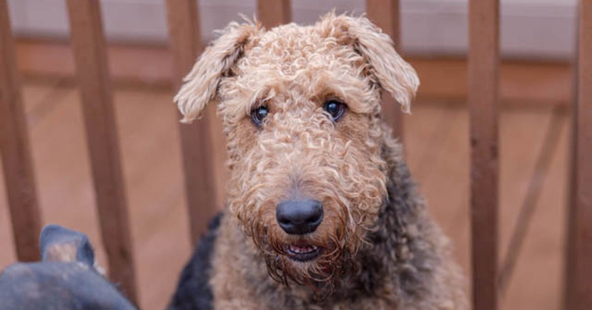 Dog Sitting Gresham Safe Journey Dog Boarding