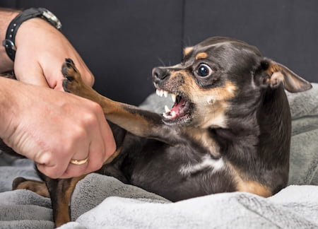 dog acting weird during quarantine