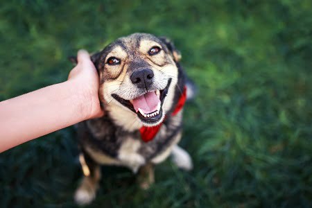 dog daycare separation anxiety