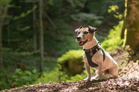 dog friendly trails portland