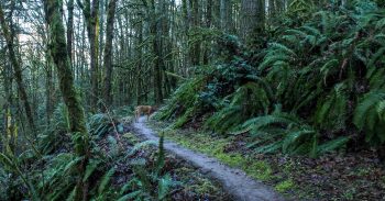 Dog Friendly Hikes Portland