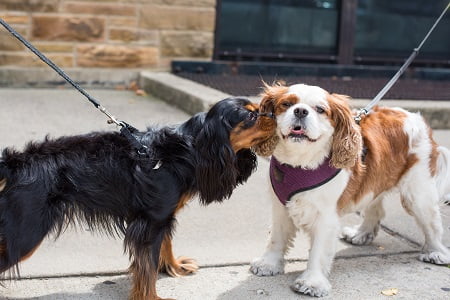 cage free dog boarding portland or