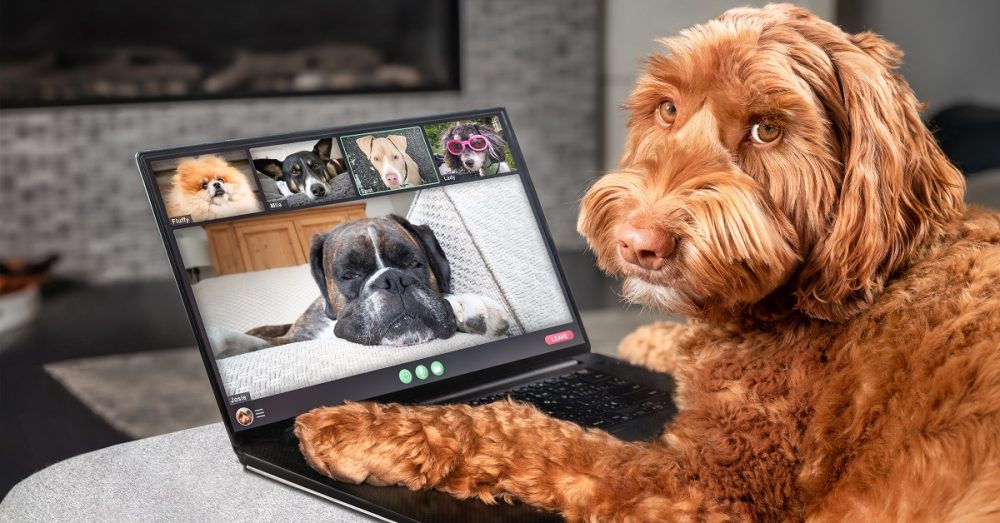 How To Introduce Your Dogs Safe Journey Dog Boarding