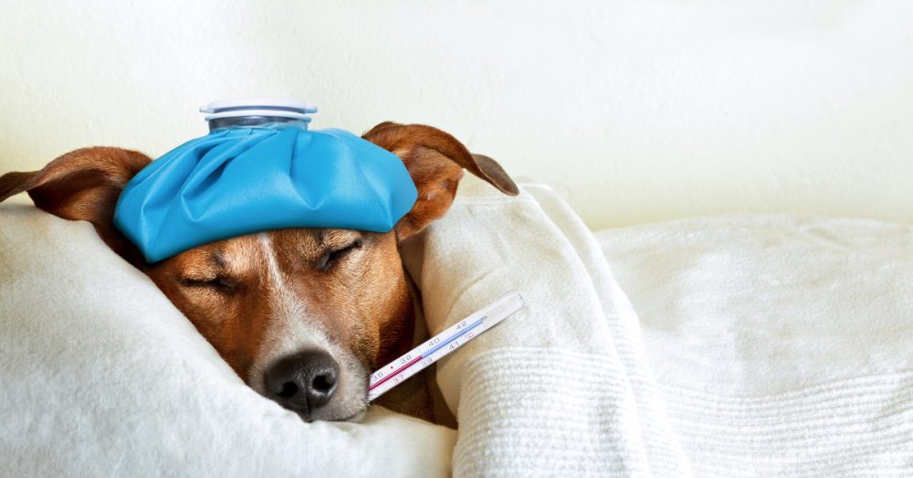 What To Do When Your Dog Gets Sick Safe Journey Dog Boarding