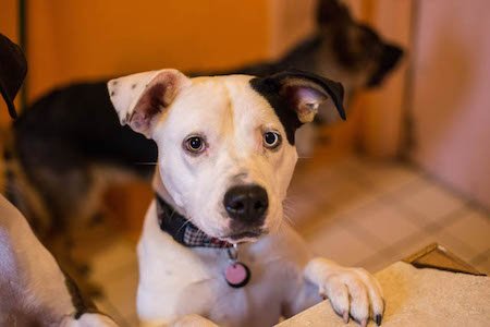 Dog Boarding Facility Portland