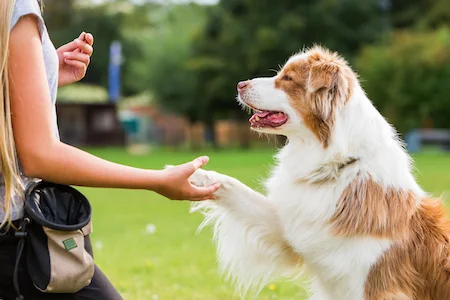 doggy daycare Beaverton