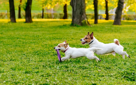 Dog Boarding Near Lake Oswego