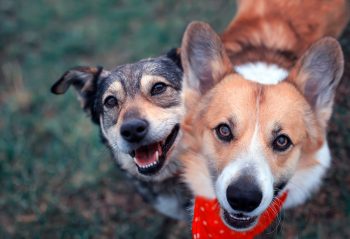 Dog Daycare Lake Oswego