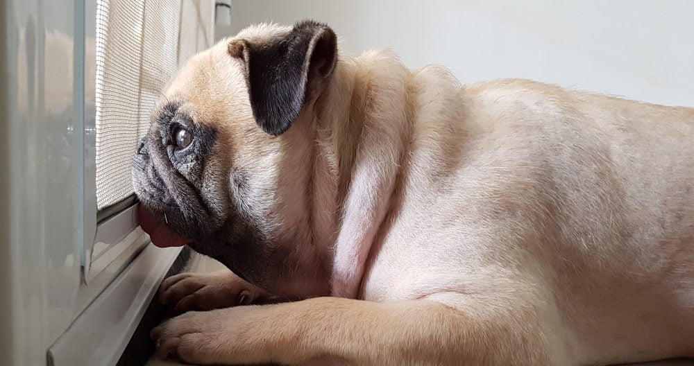 How to Ease Your Dog’s Separation Anxiety Safe Journey Dog Boarding