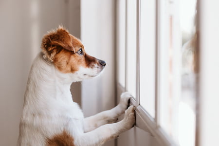 Doggy Daycare Tigard