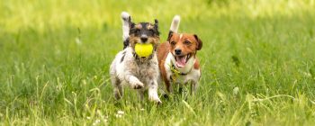 Dog Daycare Tigard