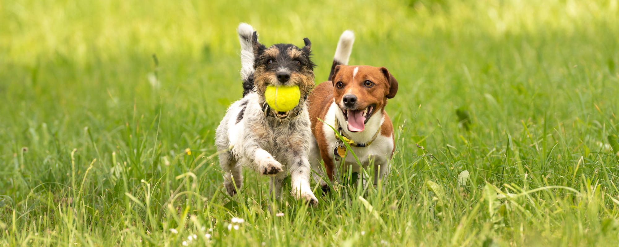 Dog Daycare Tigard