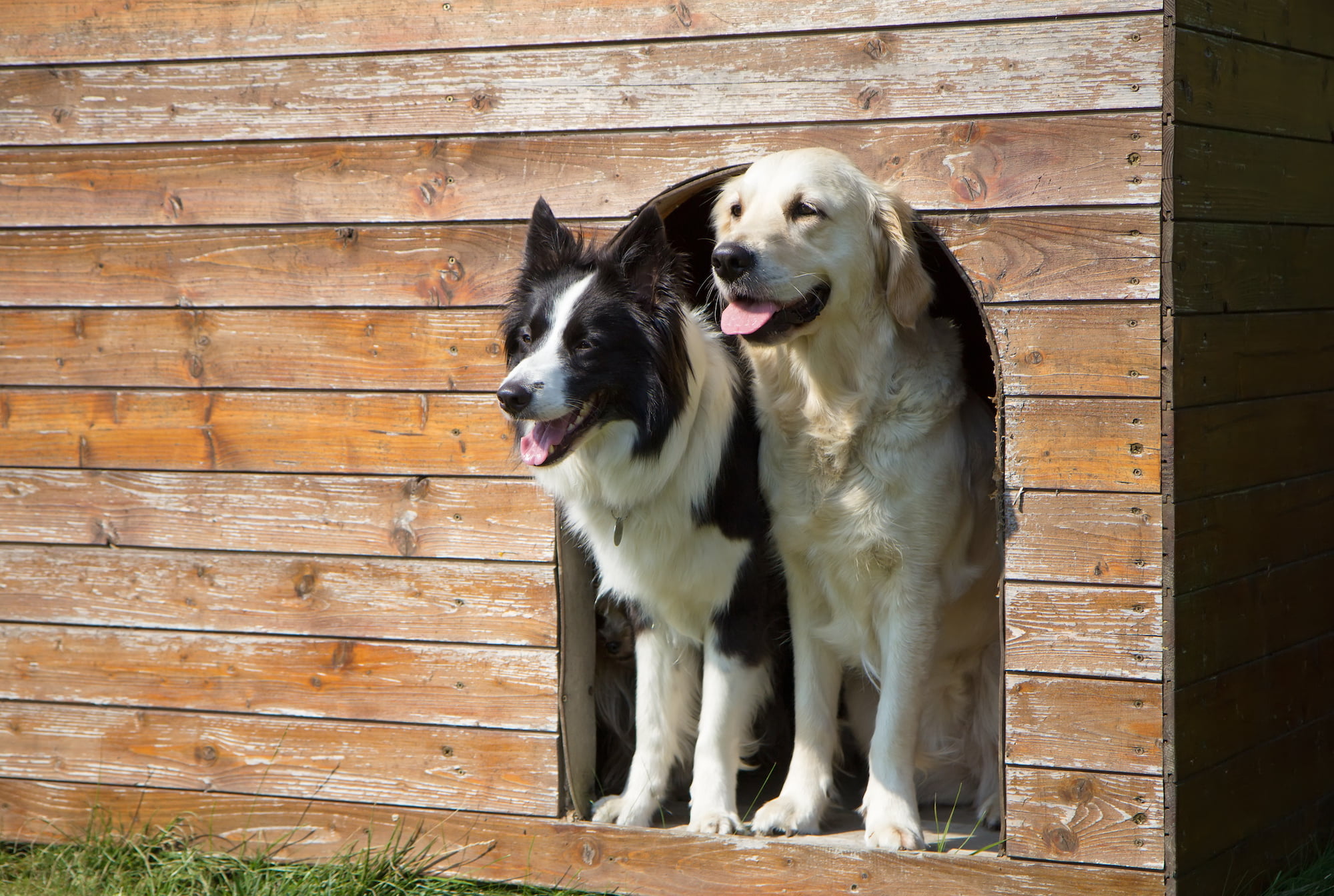 Dog Boarding Tigard