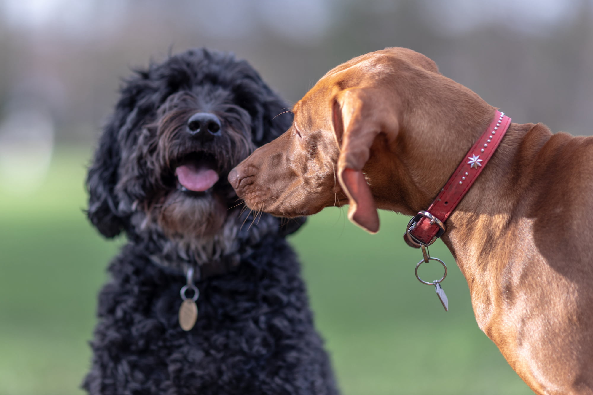 Dog Daycare in Beaverton