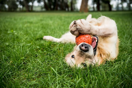 Dog Socializing in Beaverton